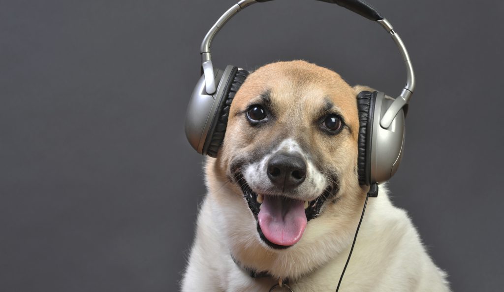 ¿Radio para perros? radioNOTAS