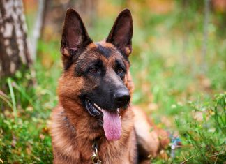 Perros detectores de COVID-19 podrían mantener en pie giras artísticas