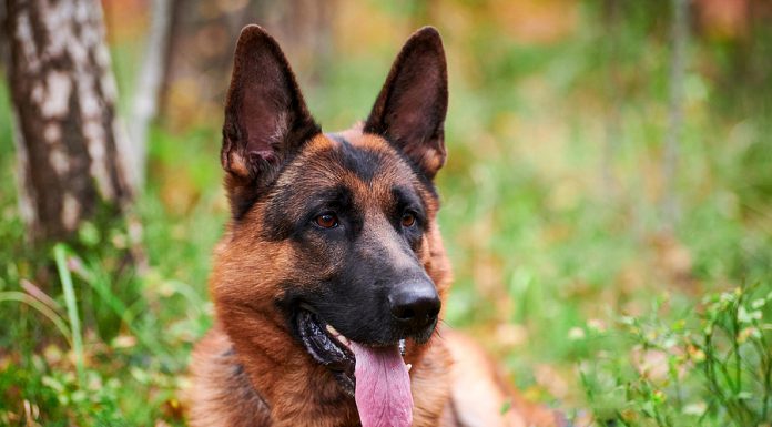 Perros detectores de COVID-19 podrían mantener en pie giras artísticas