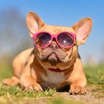 ¿Por qué el tratar con talentos de radio es similar a entrenar a una mascota?