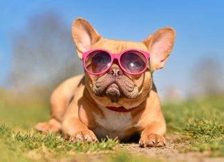 ¿Por qué el tratar con talentos de radio es similar a entrenar a una mascota?