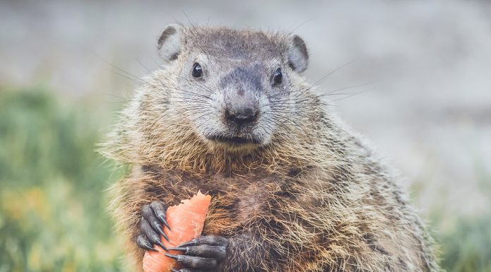 Cómo superar ‘el día de la marmota’ en la radio