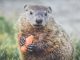 Cómo superar ‘el día de la marmota’ en la radio